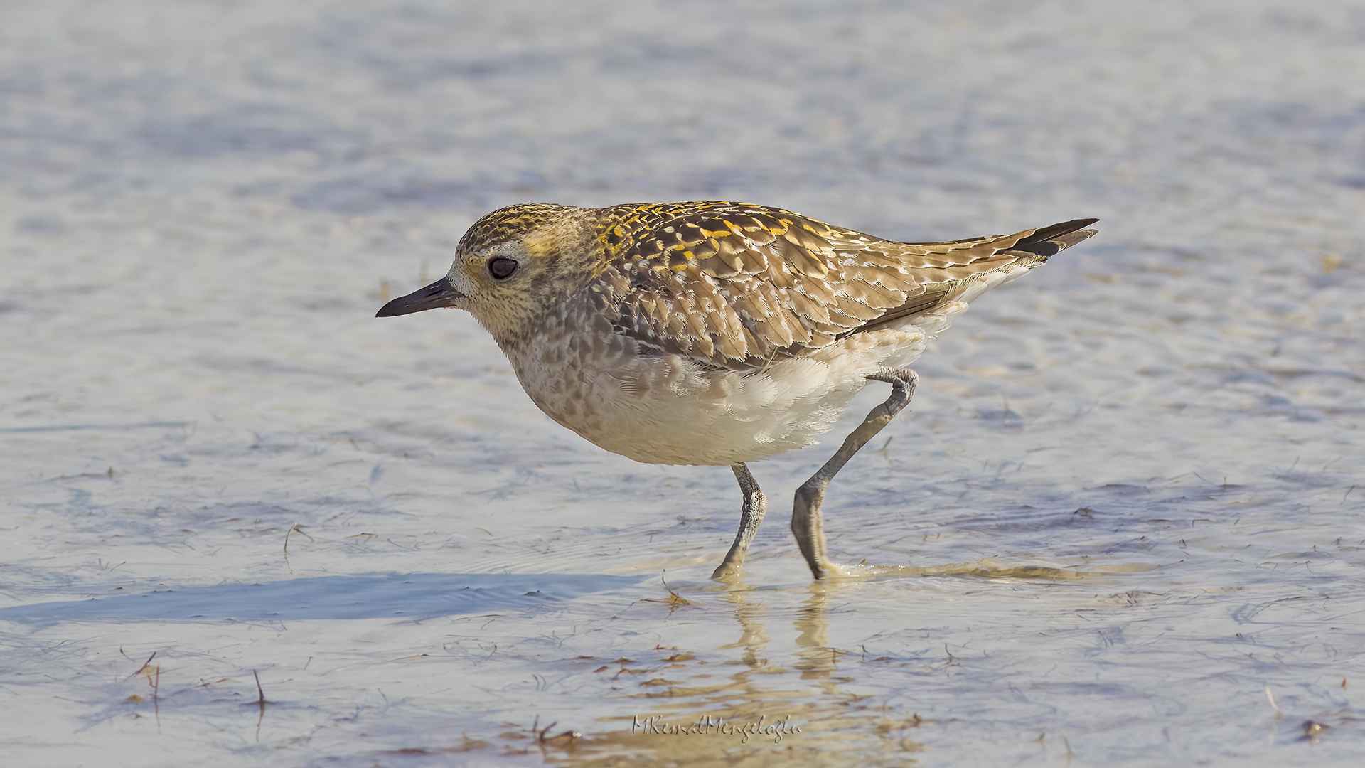 Pacific Golden-Plover